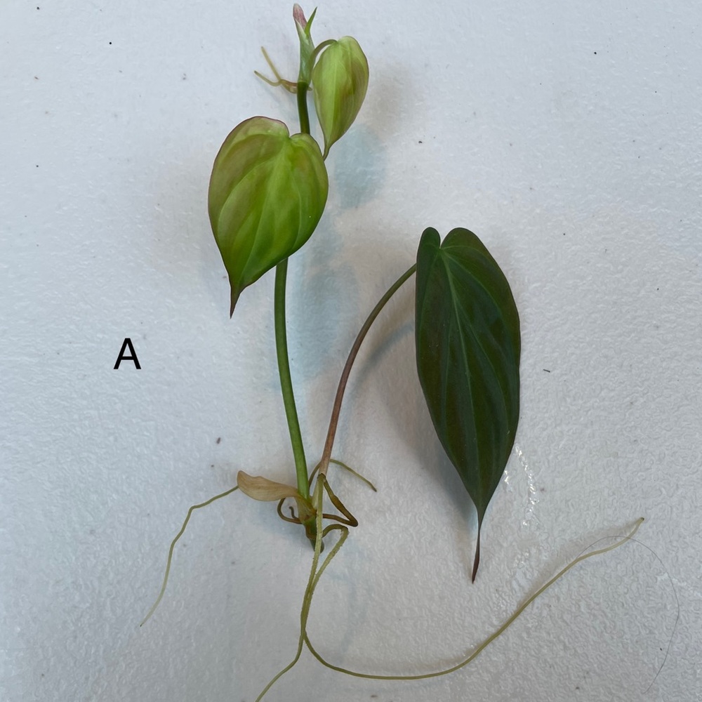 Philodendron micans rooted cuttings